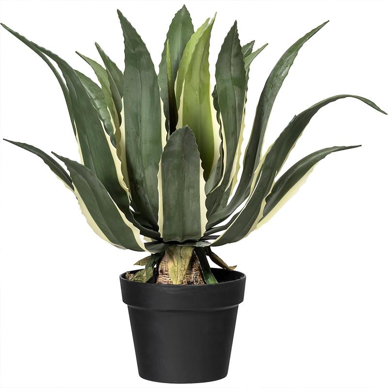Agave