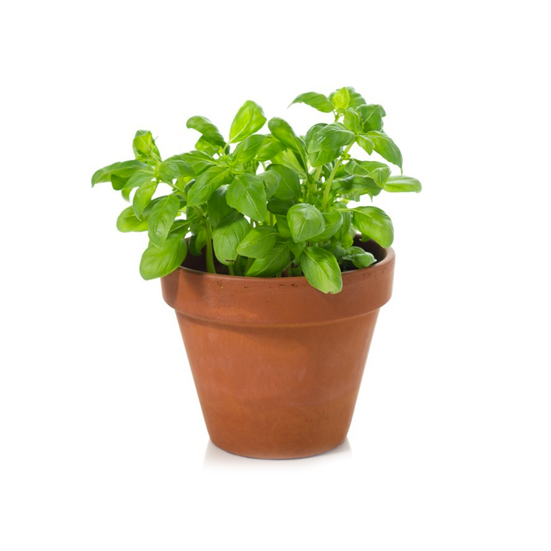 Basil