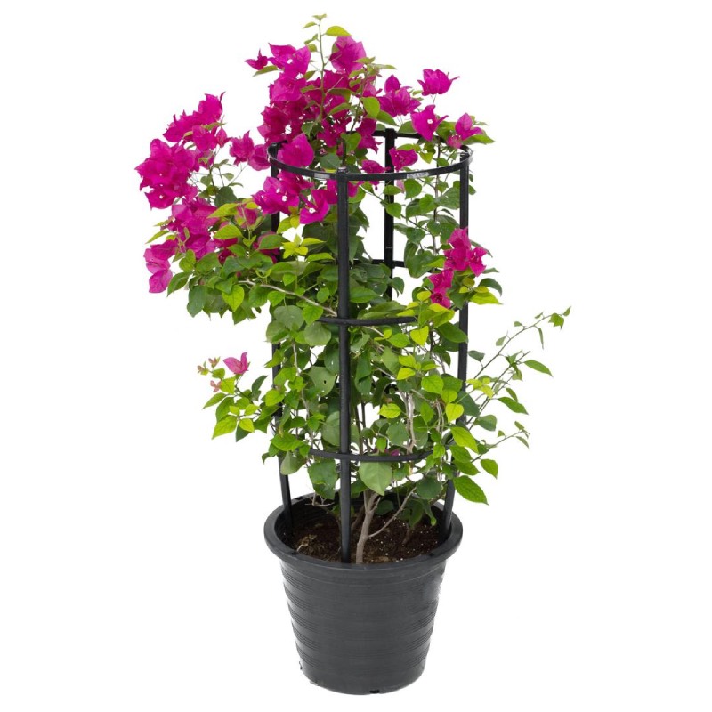Bougainvillea