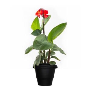 Canna-Indica-7.jpg