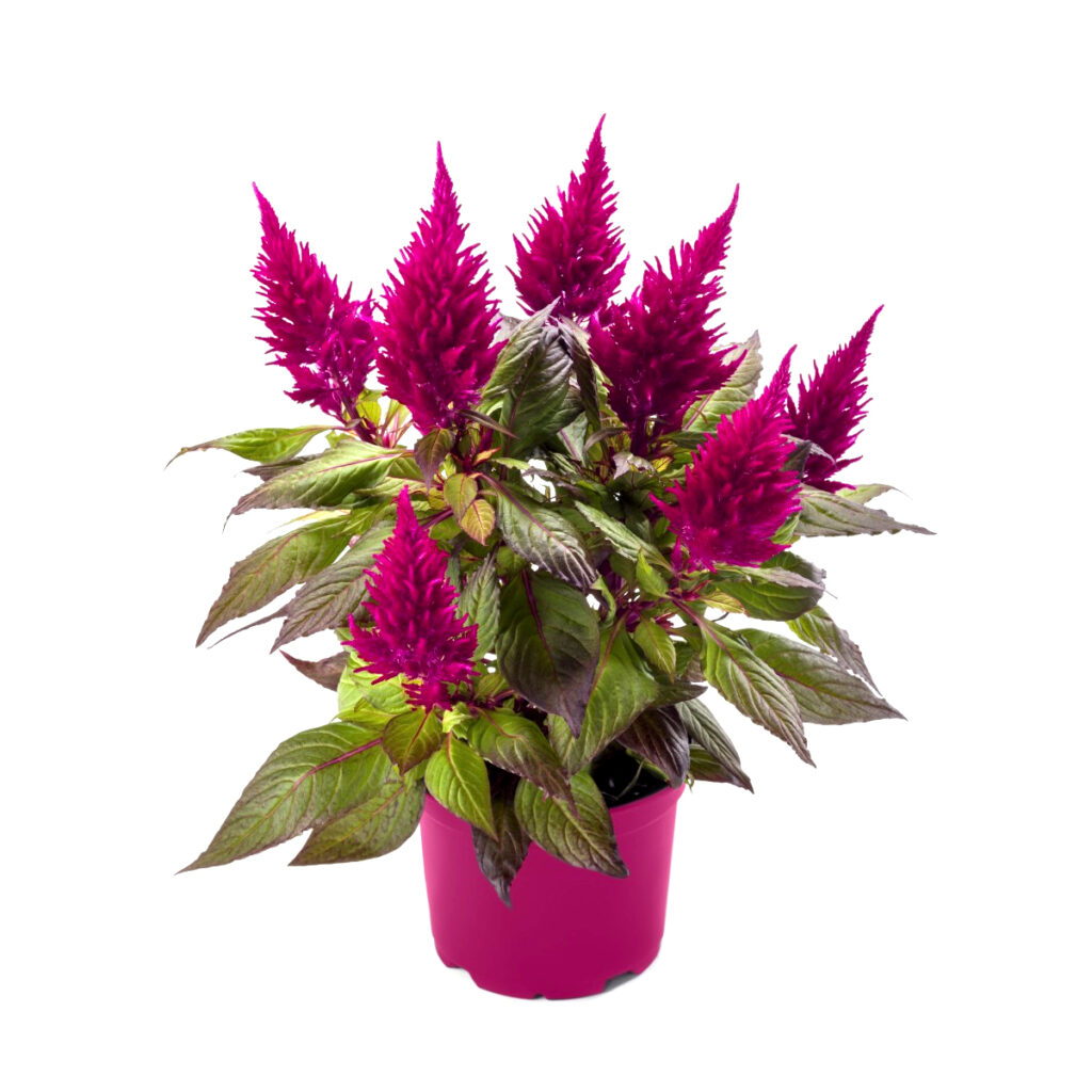 Celosia