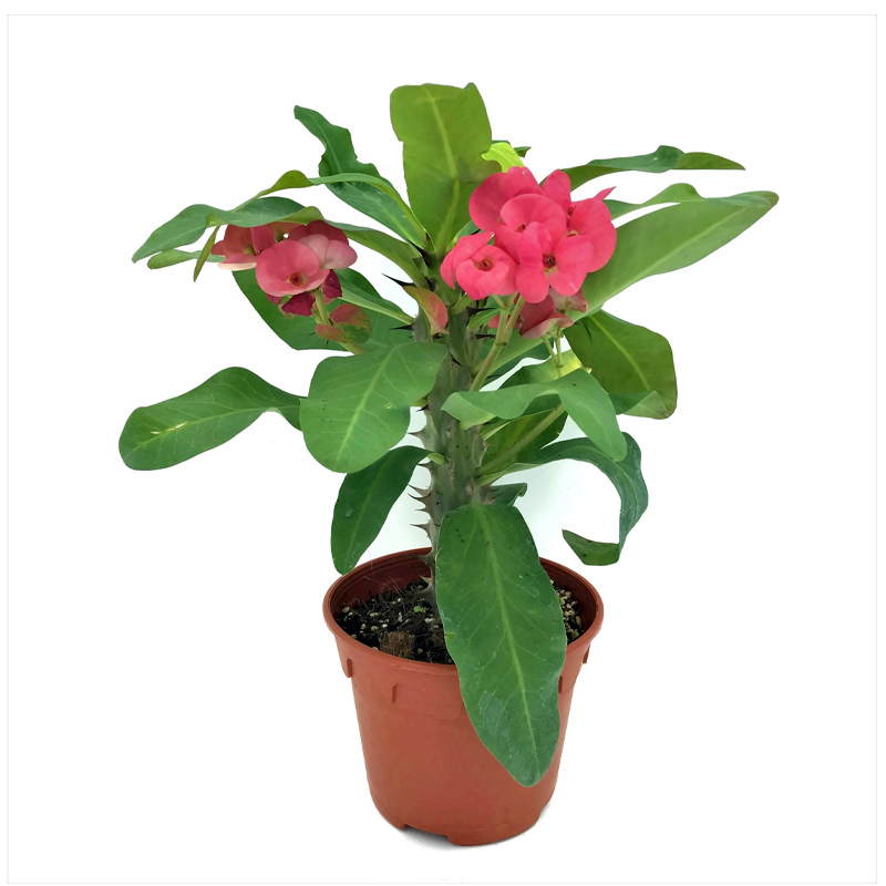 Euphorbia milii