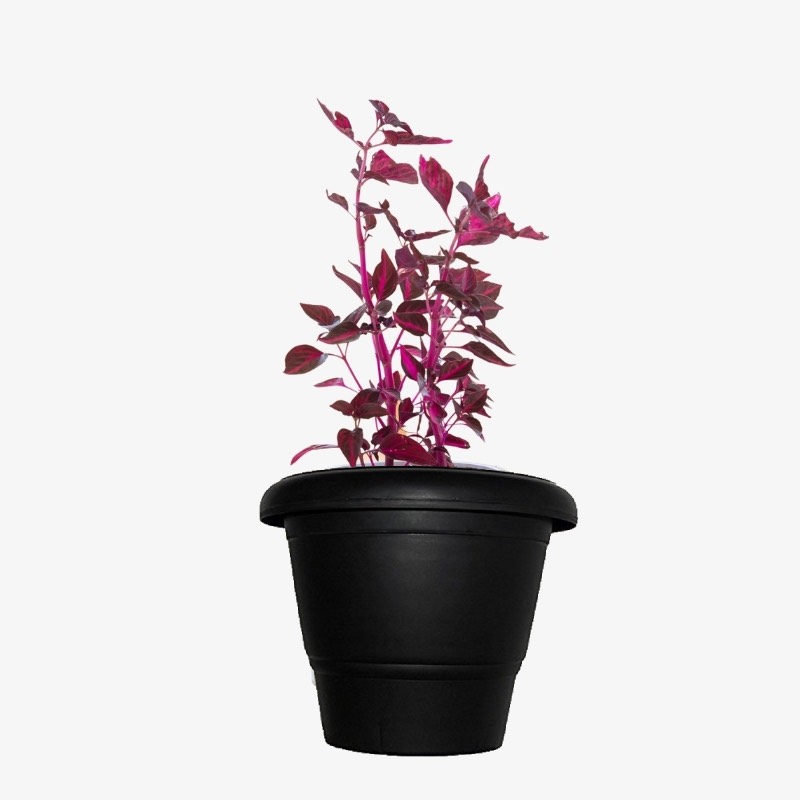 Iresine lindenii