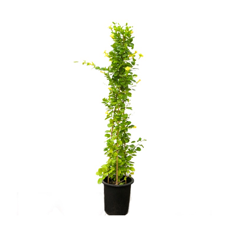 Mandevilla