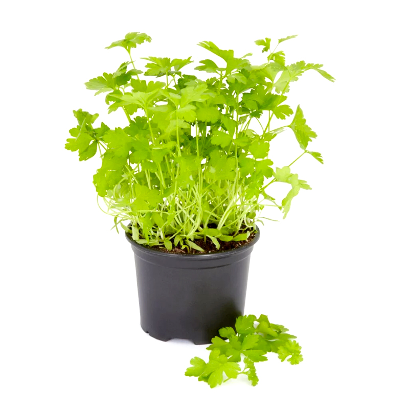 Parsley