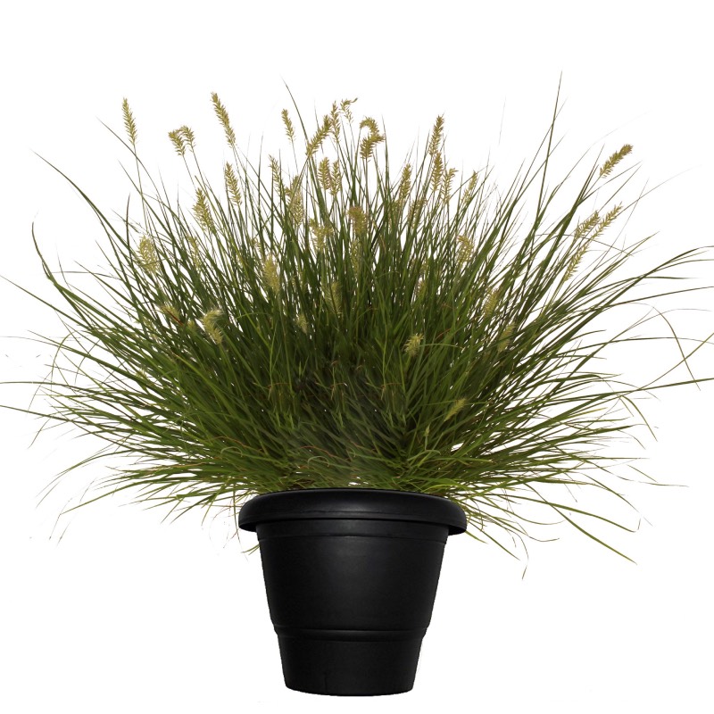 Pennisetum Grass