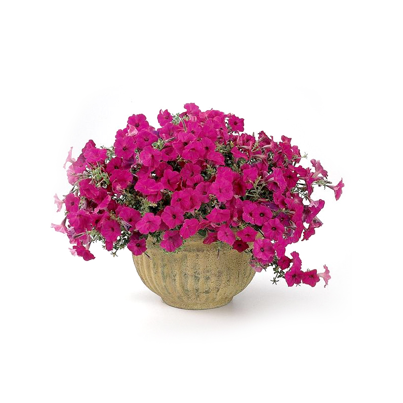 Petunia tidal wave (hanging)