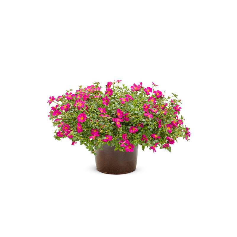 Portulaca grandiflora