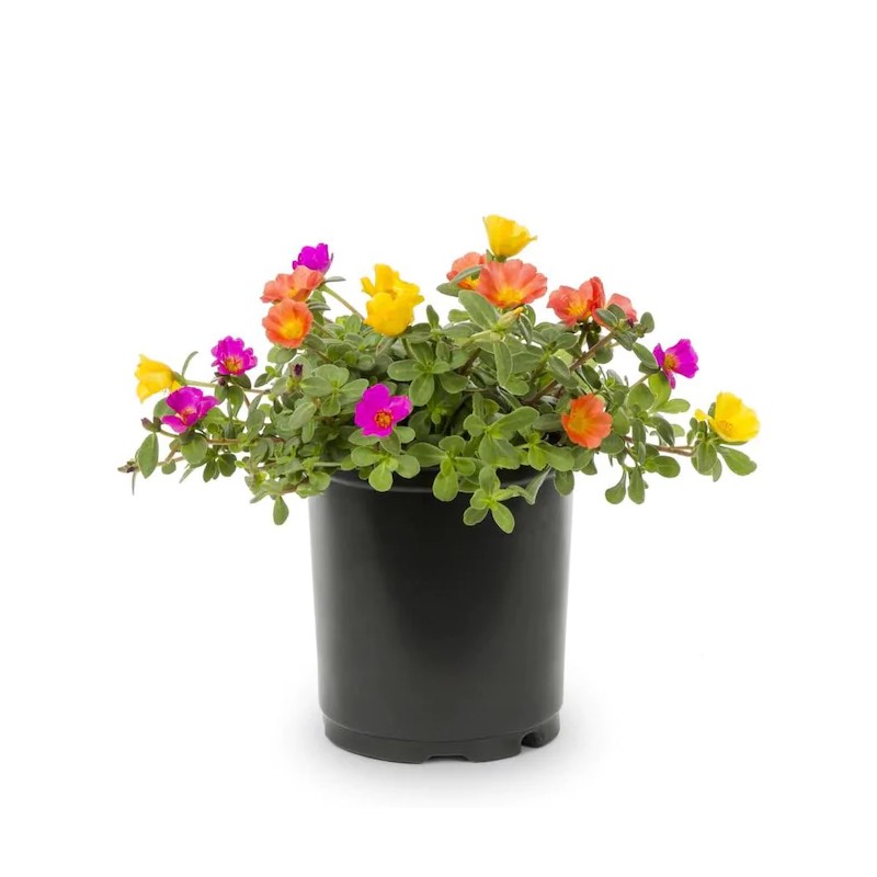 Portulaca