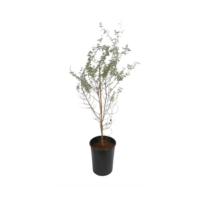 Prosopis cineraria
