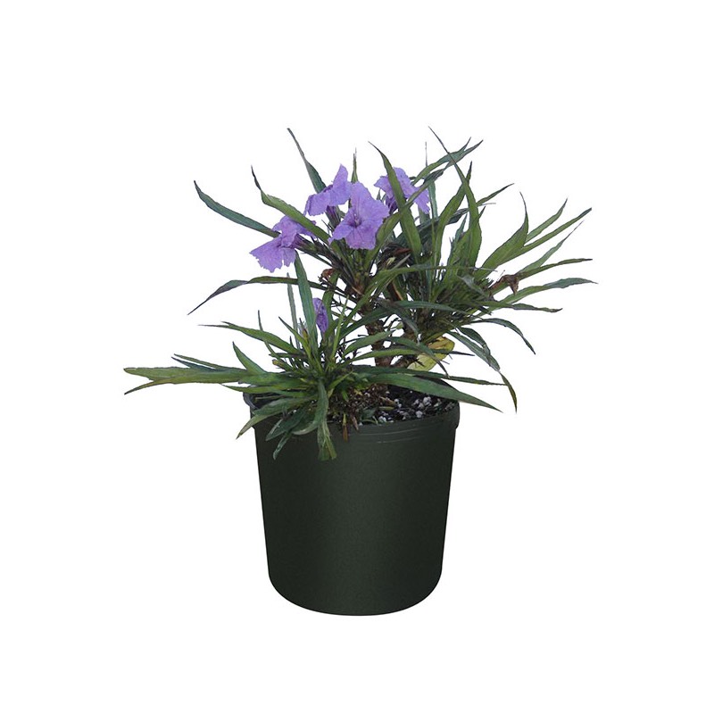 Ruellia