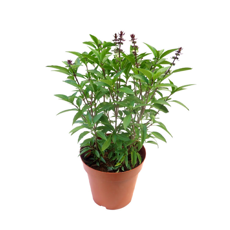 Vegetable Plants
