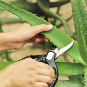 Aloe vera - Image 4
