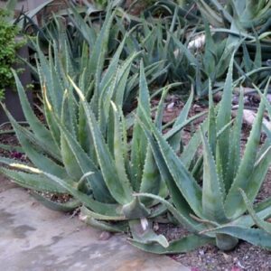 Aloe vera - Image 2