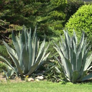 Aloe vera - Image 3