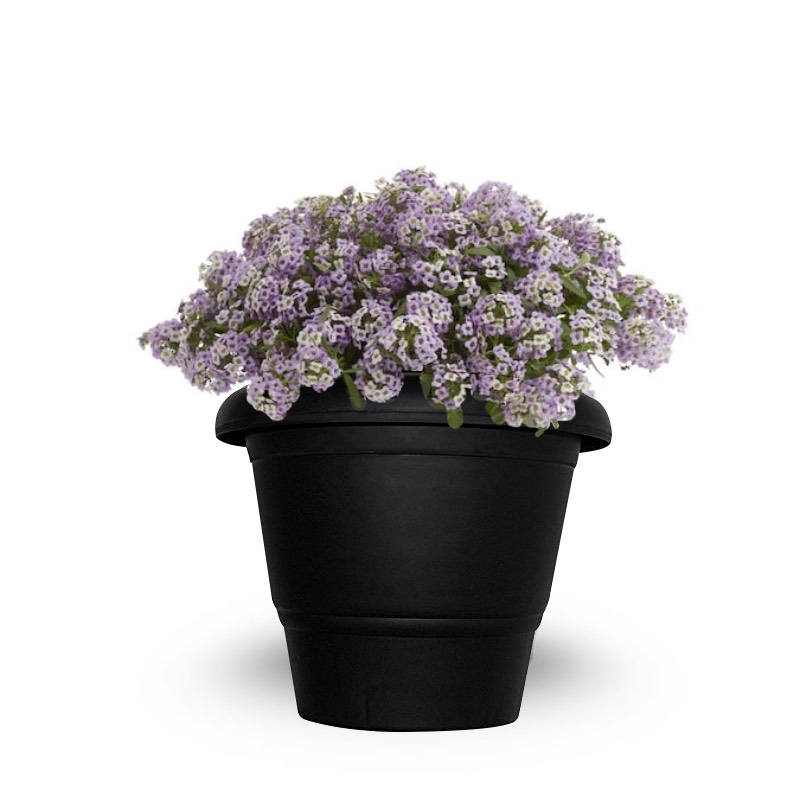 Alyssum