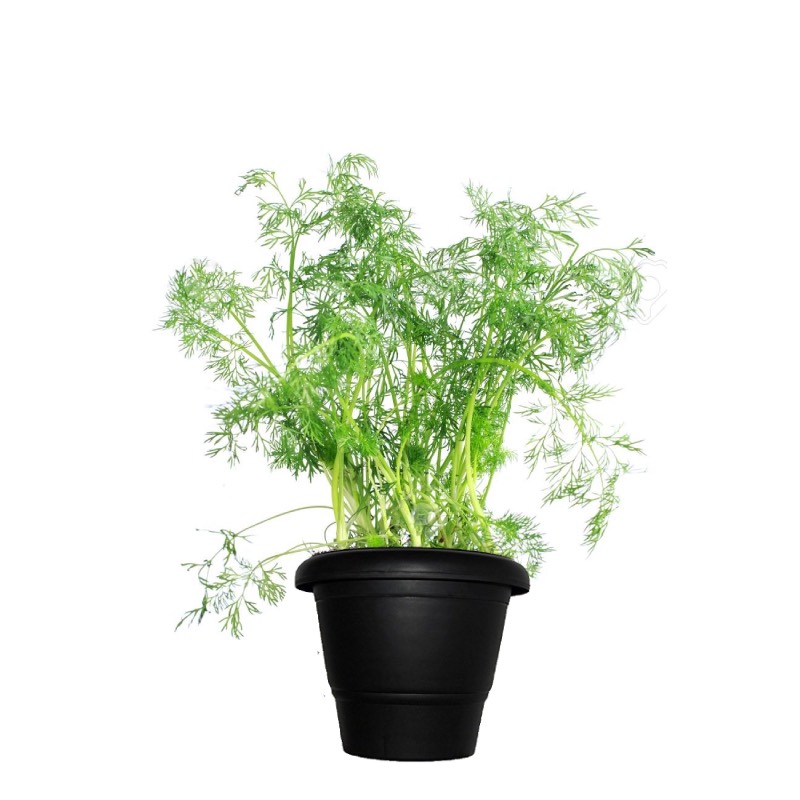 Dill is an annual herb in the celery family Apiaceae
