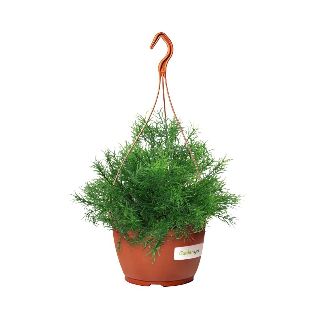 Asparagus Sprengeri (hanging)