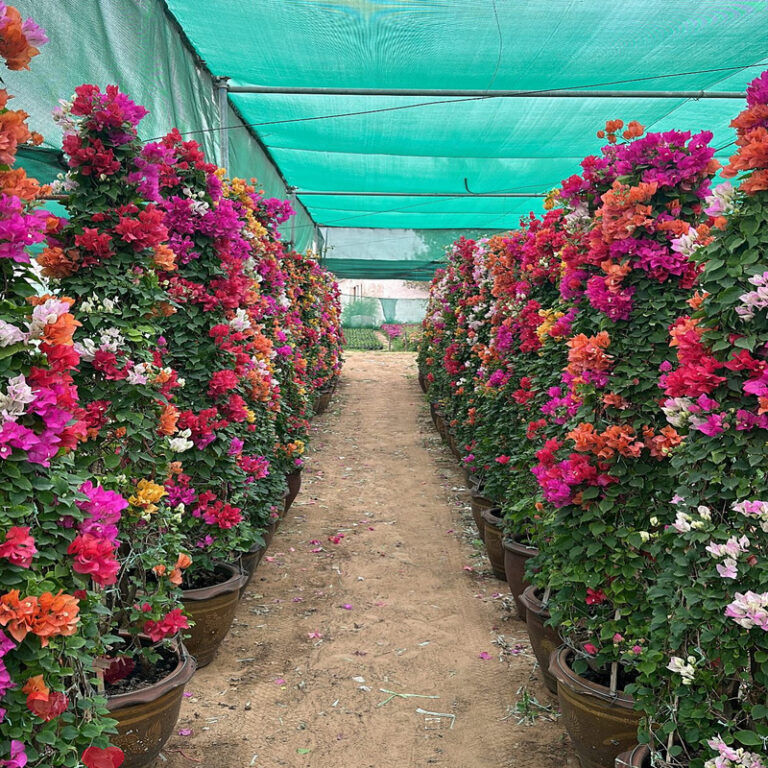 Imported Plants