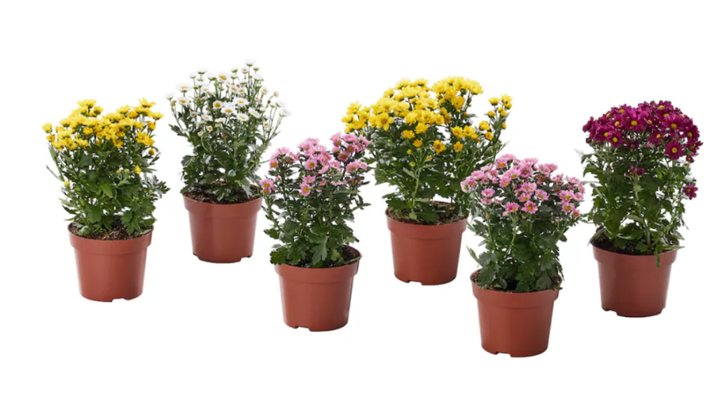 Chrysanthemum