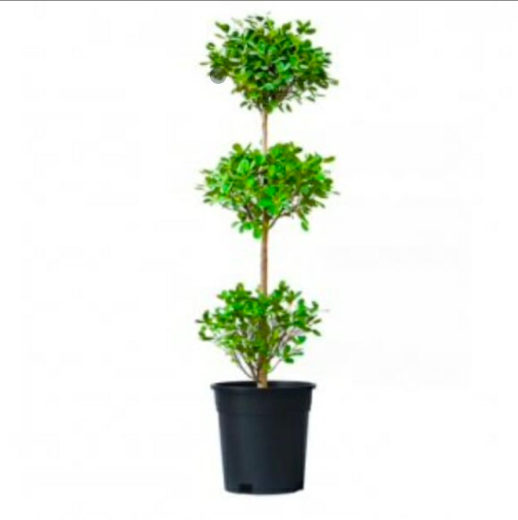 Ficus Panda 3 steps