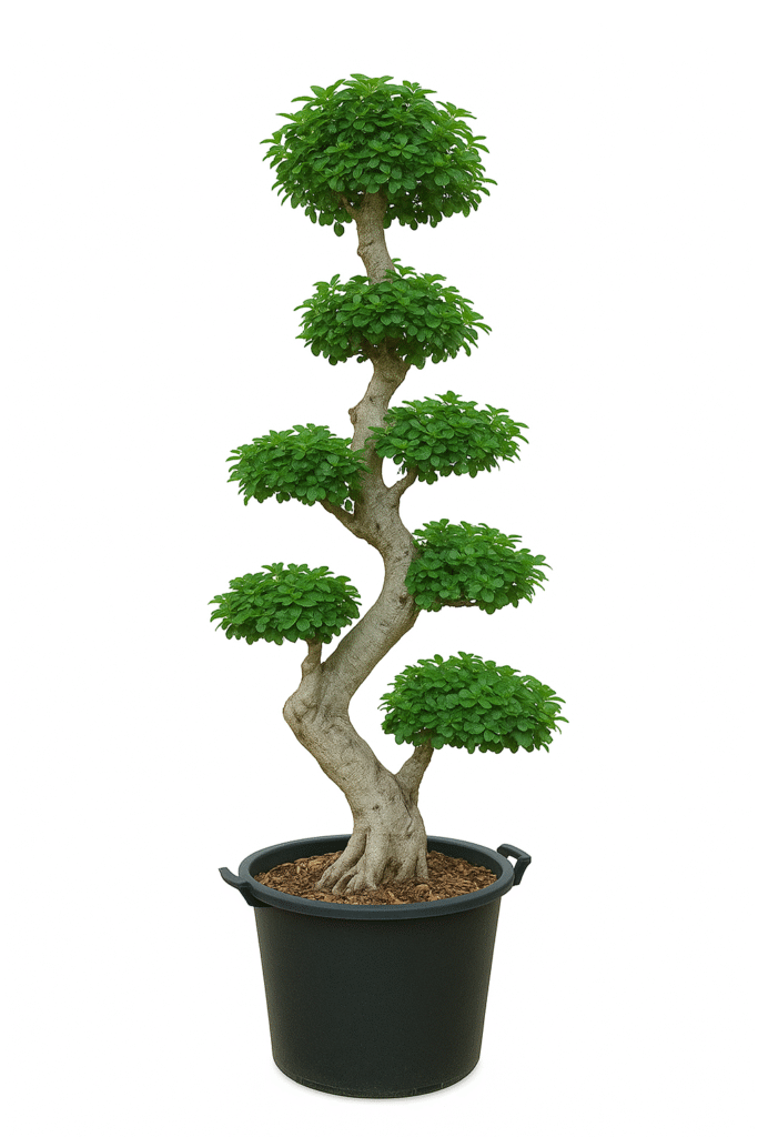 Bonsai 8 shape