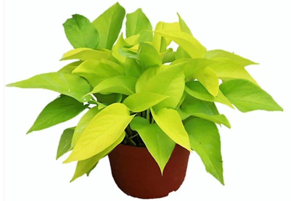 Epipremnum aureum (Golden Pothos)