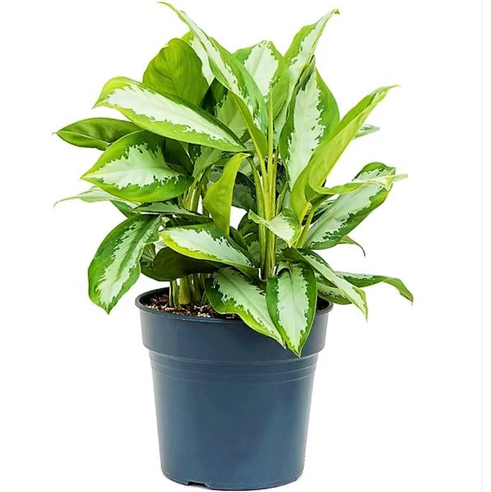 Aglaonema (Pattaya Beauty)