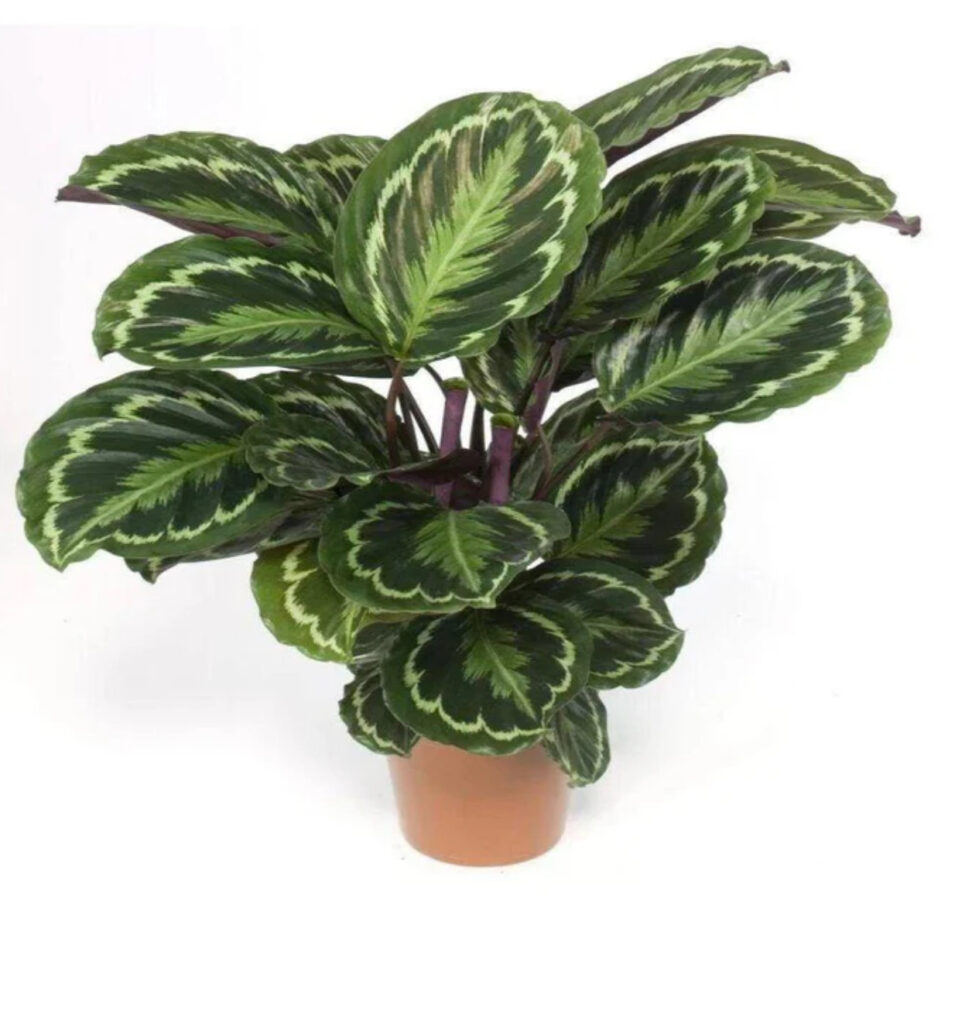 Calathea roseopicta (Linden) Regel
