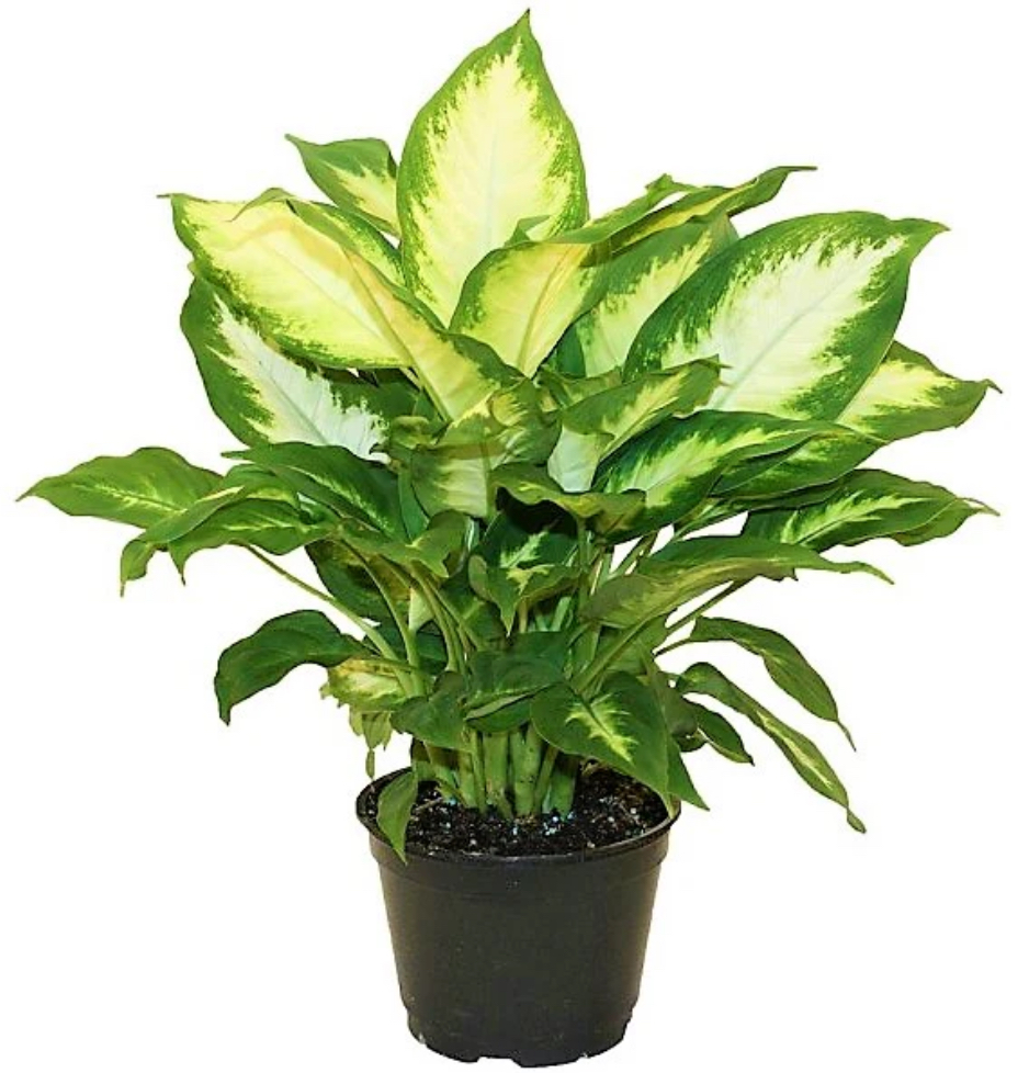 Dieffenbachia, Camilla
