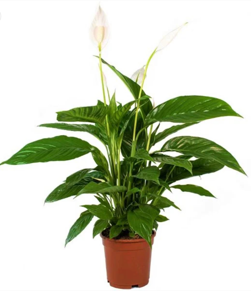 Peace Lily, Spathiphyllum
