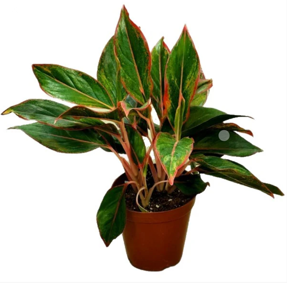 Aglonema Red Siam
