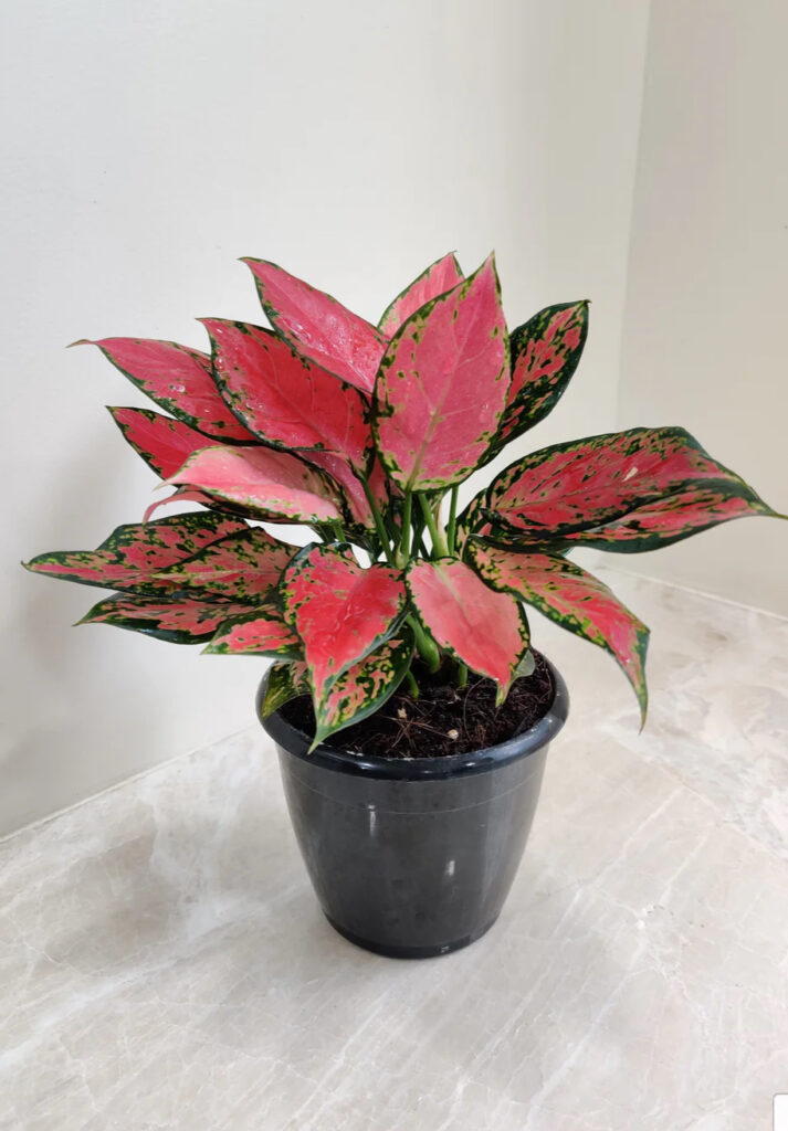 Aglaonema Red Valentine