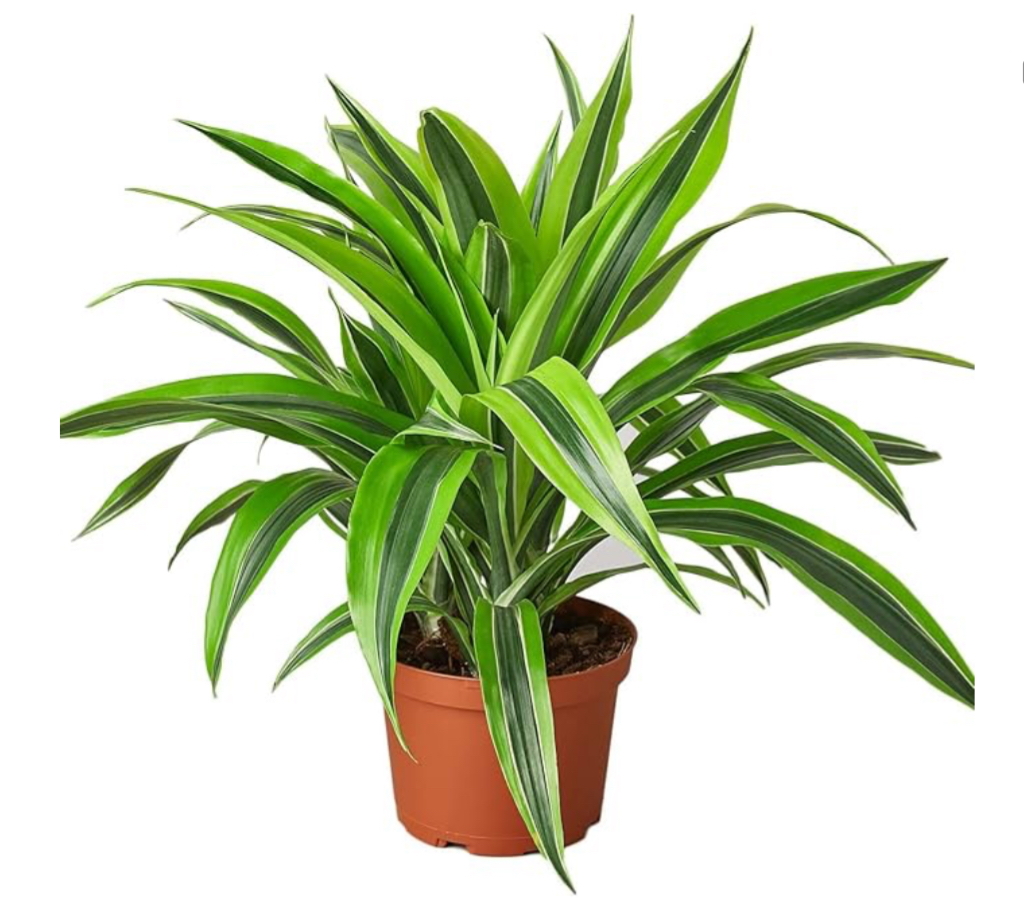 Dracaena Dermensis