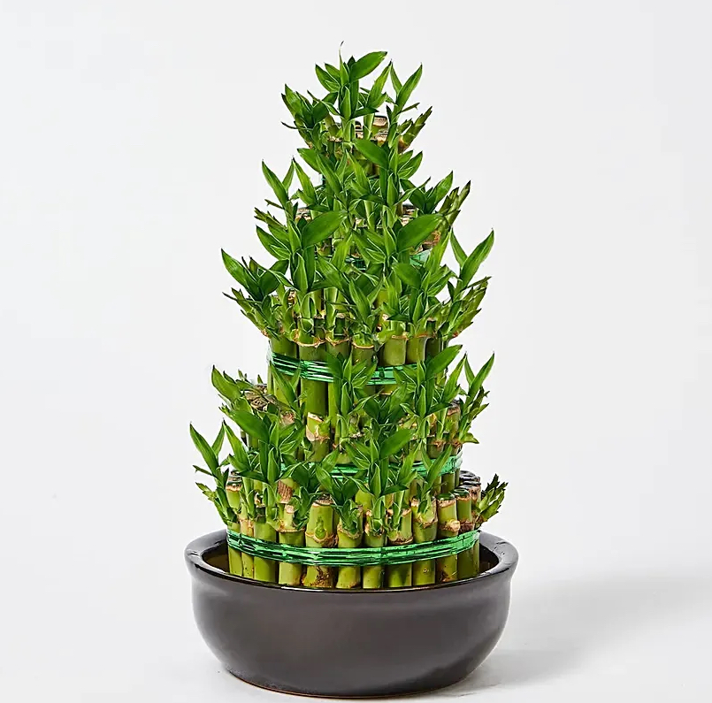 Bambo bundle (Tower Shape)