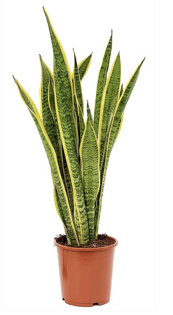 Sansevieria trifasciata ‘Laurentii’ (Snake Plant, Mother-in-Law’s Tongue)