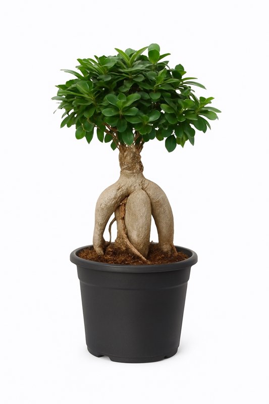Ficus Bonsai (Ginseng ficus)