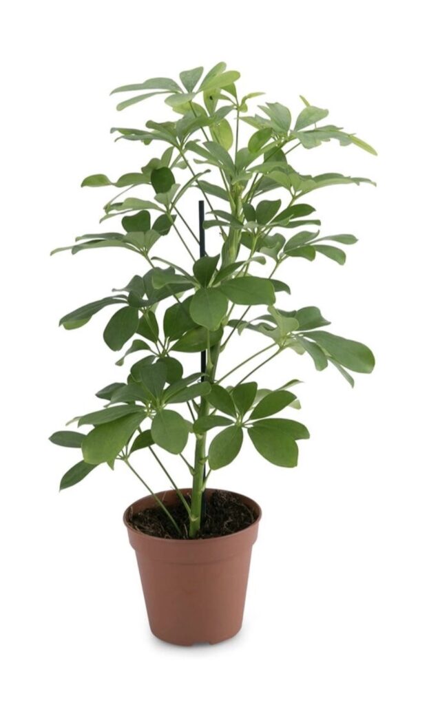 Schefflera
