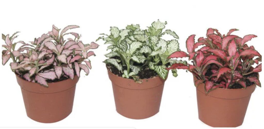 Fittonia (Nerve Plant)