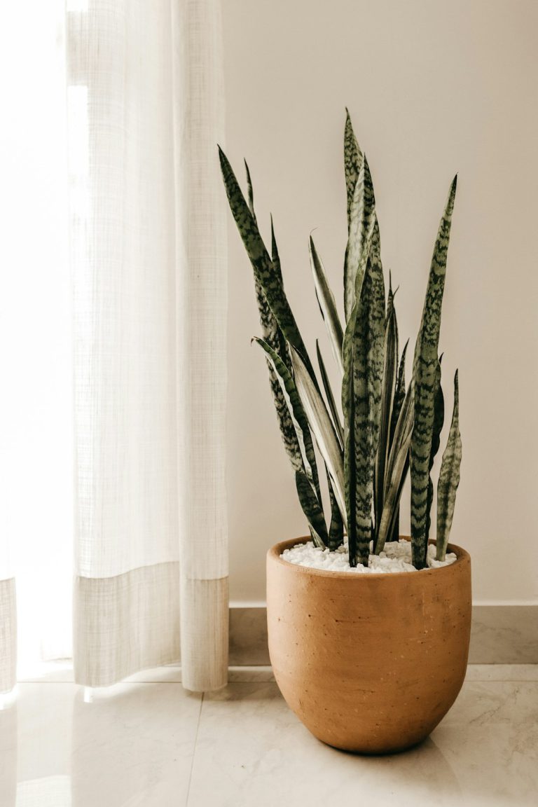 Indoor Plants